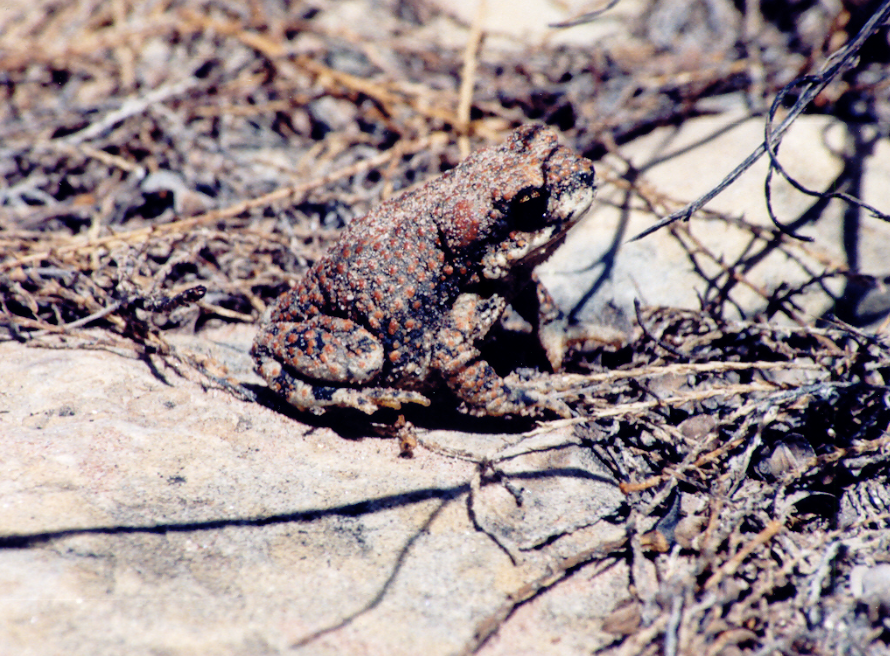 This red-spotted toad (Bufo punctatus) was found in a small, dry wash at river mile 139 (Photo: Jessica Dettman).