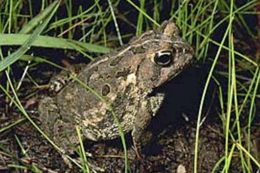 The Woodhouse’s toad (Bufo woodhouseii) is common in sandy areas of the Grand Canyon (Photo: www.enature.com/fieldguide).
