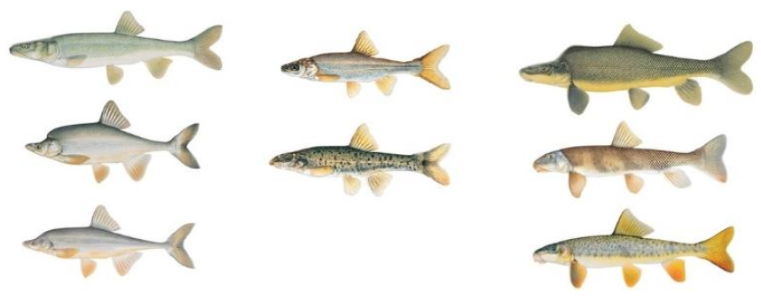 Figure 1. Native fish of the Lower Colorado. Left (from top): Colorado Pikeminnow, Humpback Chub, Bonytail Chub. Middle: Roundtail Chub, Speckled Dace. Right: Razorback Sucker, Flannelmouth Sucker, Bluehead Sucker.