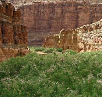 Photo: Tamarisk covering the Grand Canyon landscape.