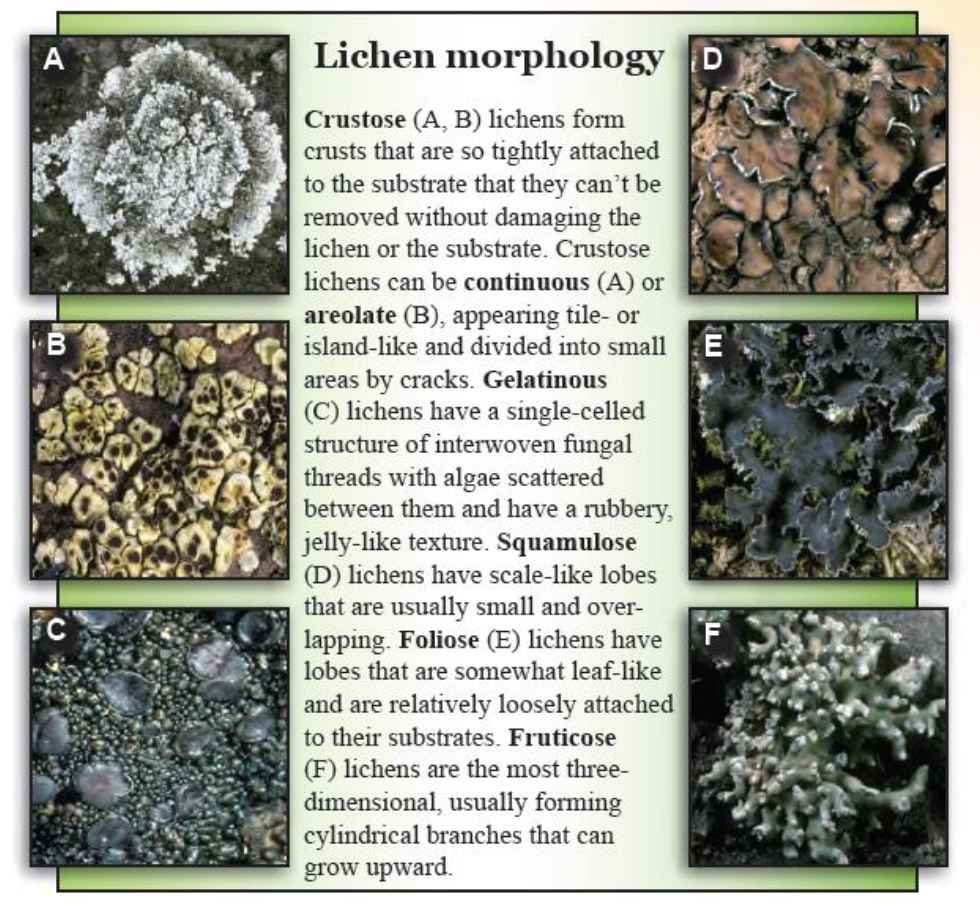 Excerpt from A field guide to biological soil crusts of western U.S. drylands: Common lichens and bryophytes.