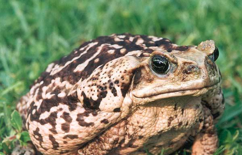 Figure 2. A cane toad in Australia. Once a biocontrol agent, it has since become a pest in its own right. Photo by Bill Waller.