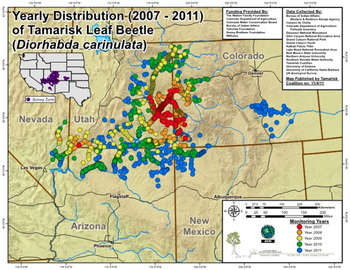 Figure 3. Map of the southwestern United States showing the spread of the tamarisk beetle from 2007 to 2011 from a relatively restricted part of Utah and Colorado into northern Arizona and elsewhere. Source: tamariskcoalition.org