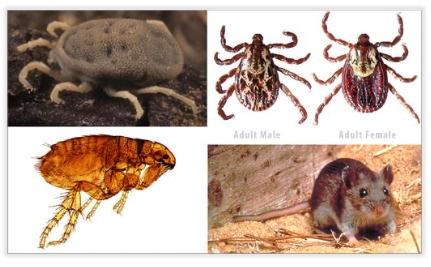 Photo: Common vectors (clockwise from top left): soft tick, dog tick, mouse, flea.