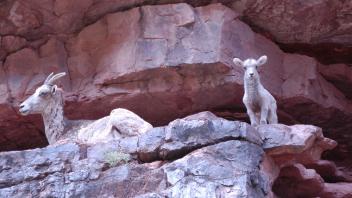 Two goats on rocky ledge