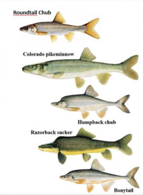 Threatened or disappeared native fish species in Grand Canyon National Park (Photo source: glencanyoninstitute.org)