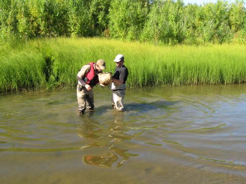 Photo 2: Sweeping the oxbow and finding rare Alaskan aquatic macroinvertebrates